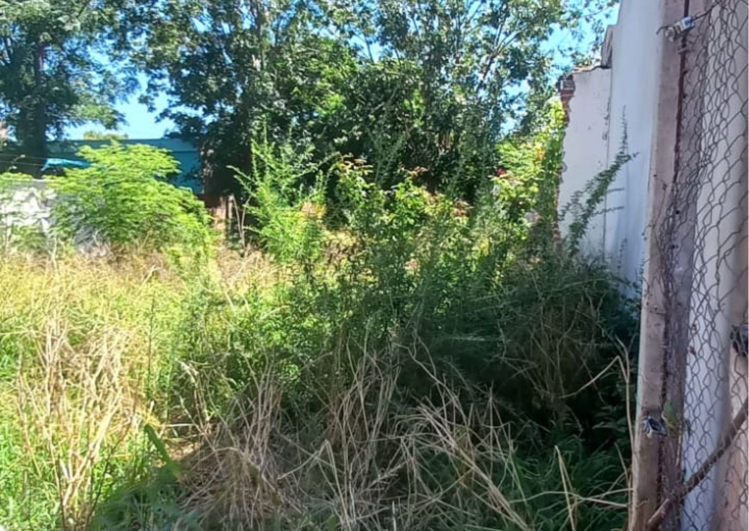 Vecinos reclaman por terreno lleno de ratones y arañas en Independencia 1360