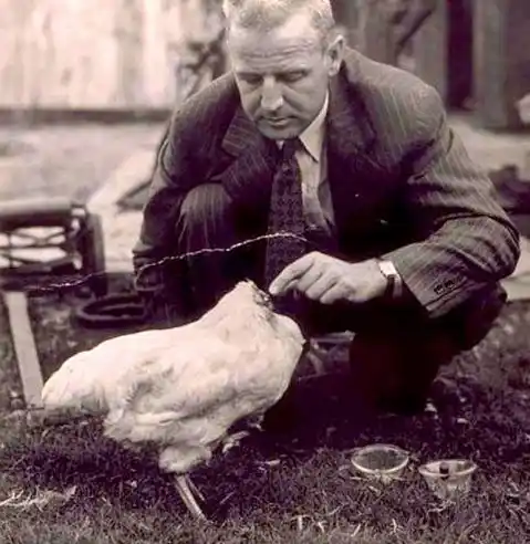 Mike, el pollo que vivió un año y medio sin cabeza