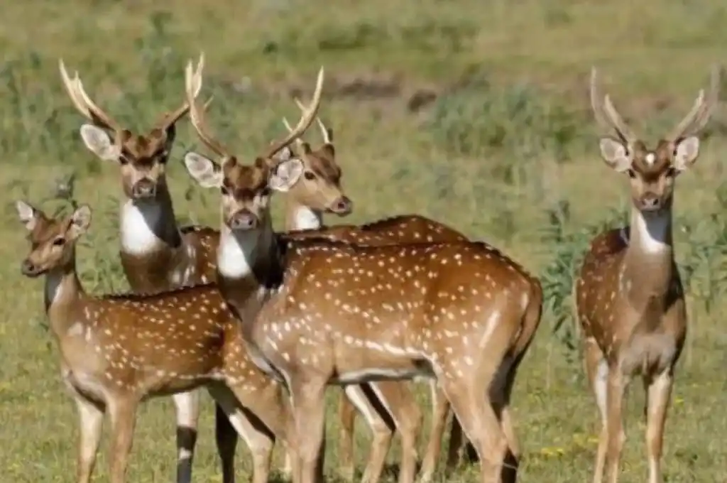 Tras los incendios, habilitan la caza sin límite del ciervo axis y el chancho salvaje en Corrientes