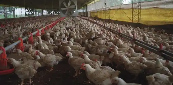 China reabre sus importaciones de pollo y frutos secos desde Argentina