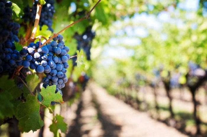 En los últimos diez años se perdieron 12.000 hectáreas  de viñedos en la Argentina