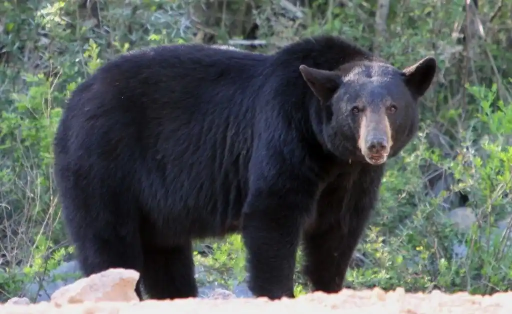 Misteriosa enfermedad está matando a osos negros en Estados Unidos