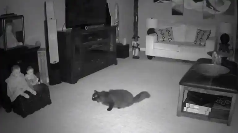 Fantasma abandona una muñeca para atacar al gato de la familia