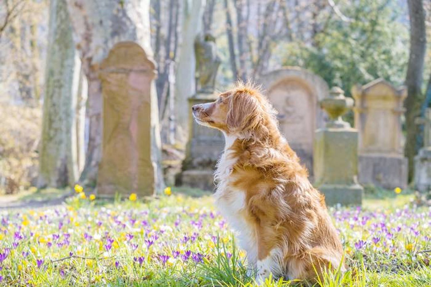 Buscan instalar un cementerio  de animales en Esquel