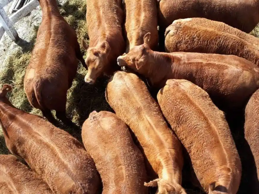 Según el último informe de la Cámara de la industria cárnica, el precio de la hacienda corrigió levemente a la baja en enero.