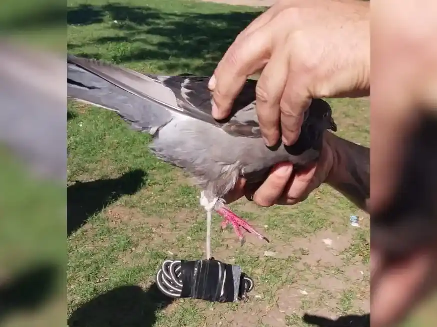 No es la primera vez que se detectan palomas para ingresar drogas u otros elementos a los establecimientos penitenciarios.