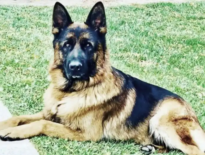 Bahía Blanca: a cinco meses del temporal, un perro se electrocutó con un cable caído