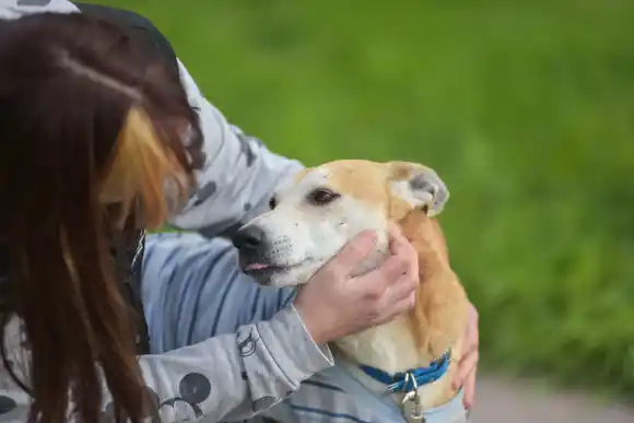 Informaron las ubicaciones de los quirófanos móviles de mascotas para esta semana