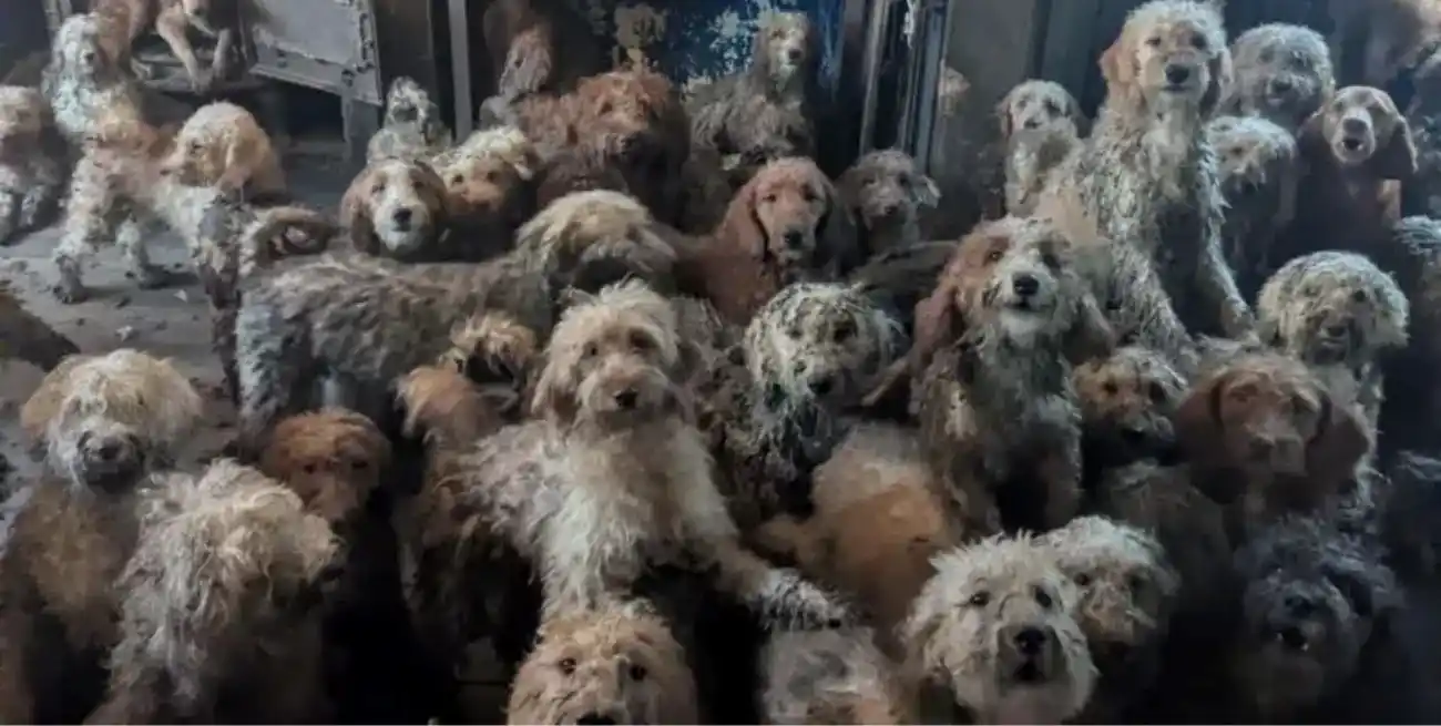 Maltrato animal, cría descontrolada y conmoción internacional: rescataron 250 caniches hacinados en Nottingham