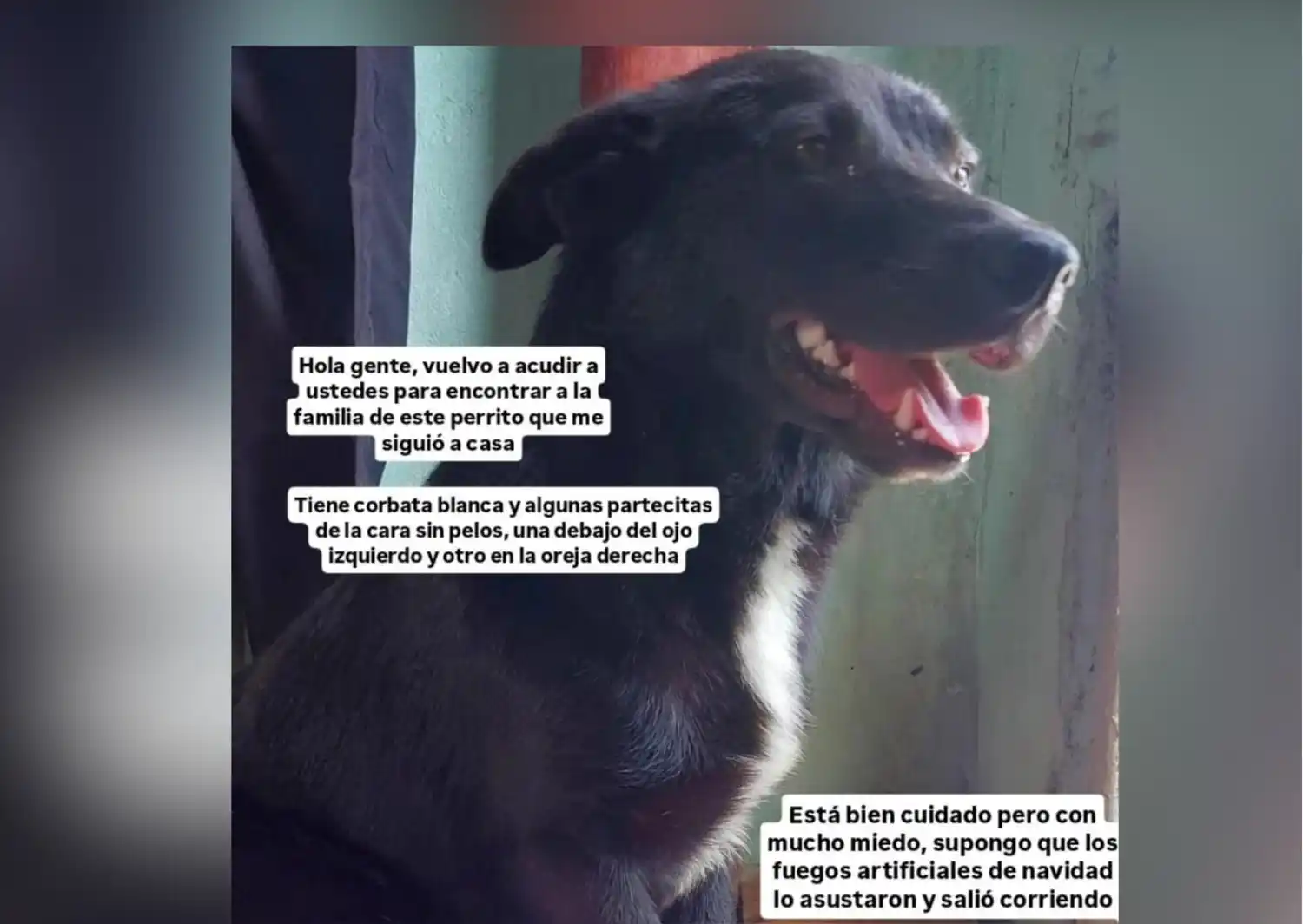 Hallaron a un perrito y buscan a sus dueños: "Está bien cuidado"