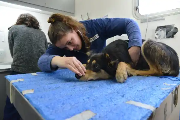 El programa de castración gratuita municipal llega al barrio San Nicolás