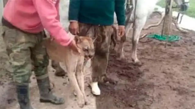 Cazaron un puma porque atacaba el ganado de su campo y podrían ser sancionados