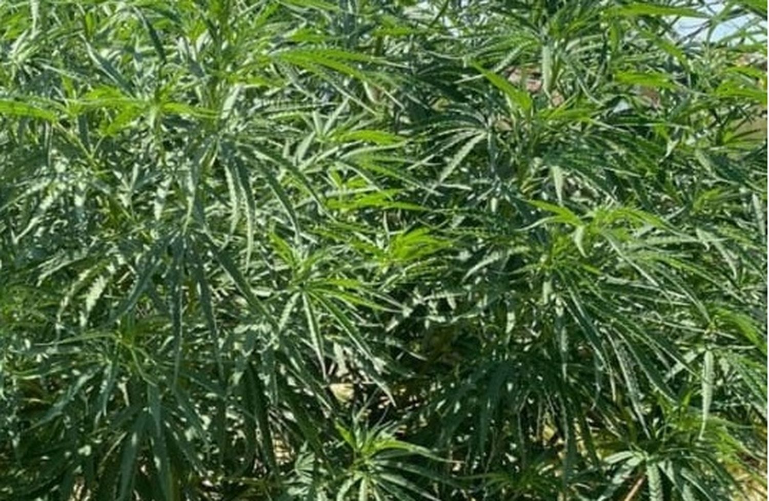 Villa Ocampo: secuestraron plantas de marihuana