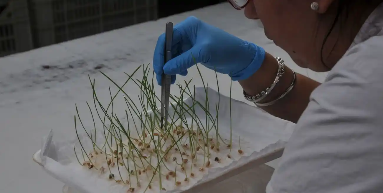 En el tema semillas, Argentina se debe el debate desde hace años.