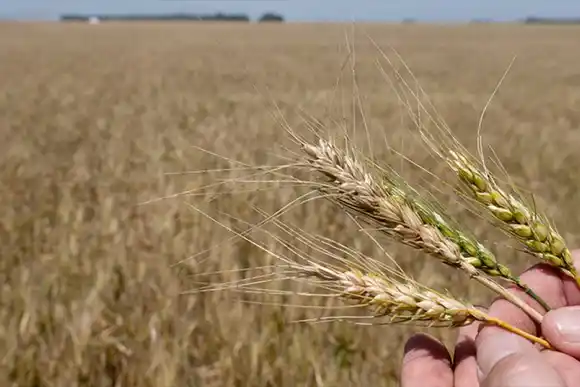 Emergencia agropecuaria en la provincia de Santa Fe por la gran sequía