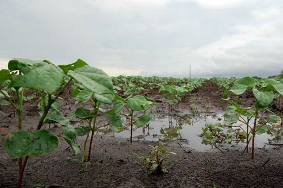 Las lluvias de noviembre sientan las bases de una campaña de soja que puede ser "superadora"