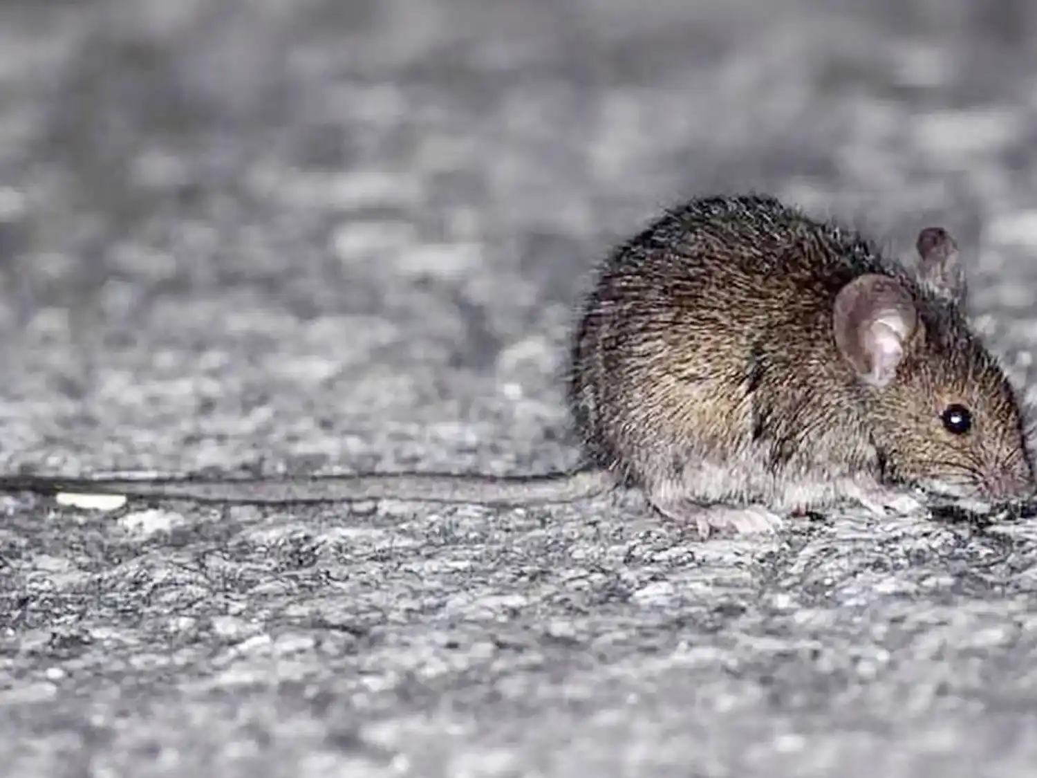 Recomendaciones para prevenir el hantavirus y la leptospirosis en Entre Ríos