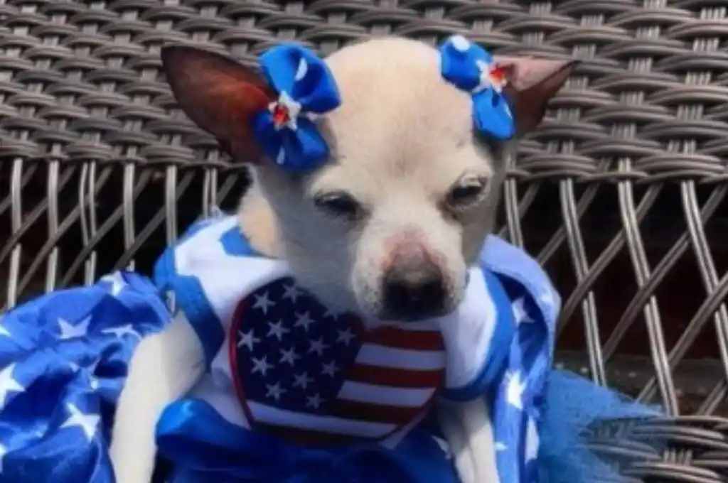 Murió Pebbles: la perrita más longeva del mundo