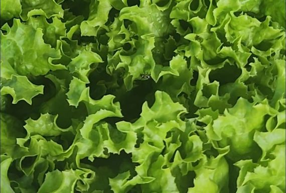 Exitoso inicio del puesto de verduras hidropónicas en el Mercado Municipal