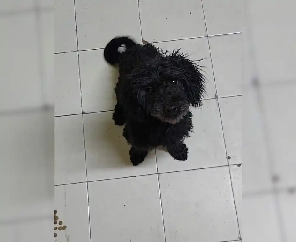 Buscan a “Totito”