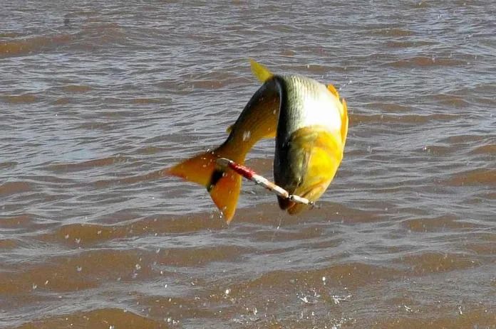 Ya rige la prohibición de pescar el dorado en Entre Ríos: cuáles son las excepciones y las multas