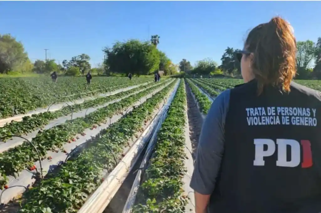 Explotación laboral en un campo de frutillas de Arroyo Leyes. Foto: Gentileza