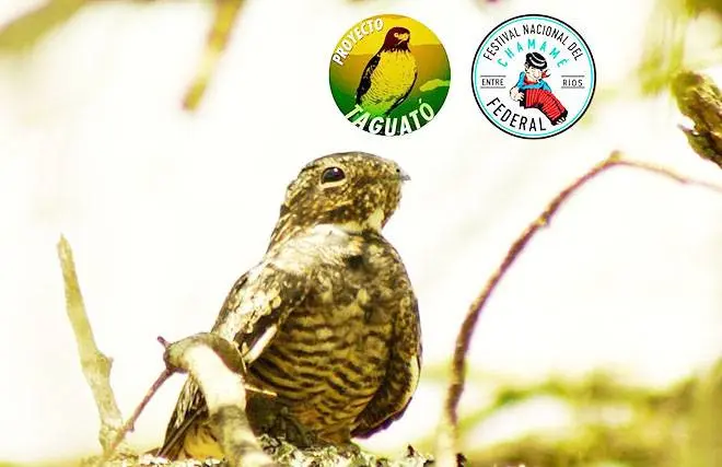 Una nueva especie se agrega a la avifauna federalense: el añapero boreal