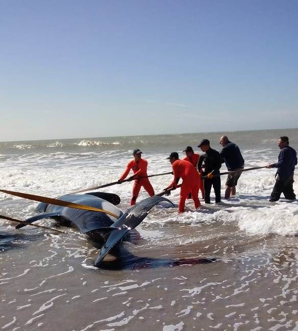 Intentan rescatar a siete orcas encalladas en la costa Mar Chiquita