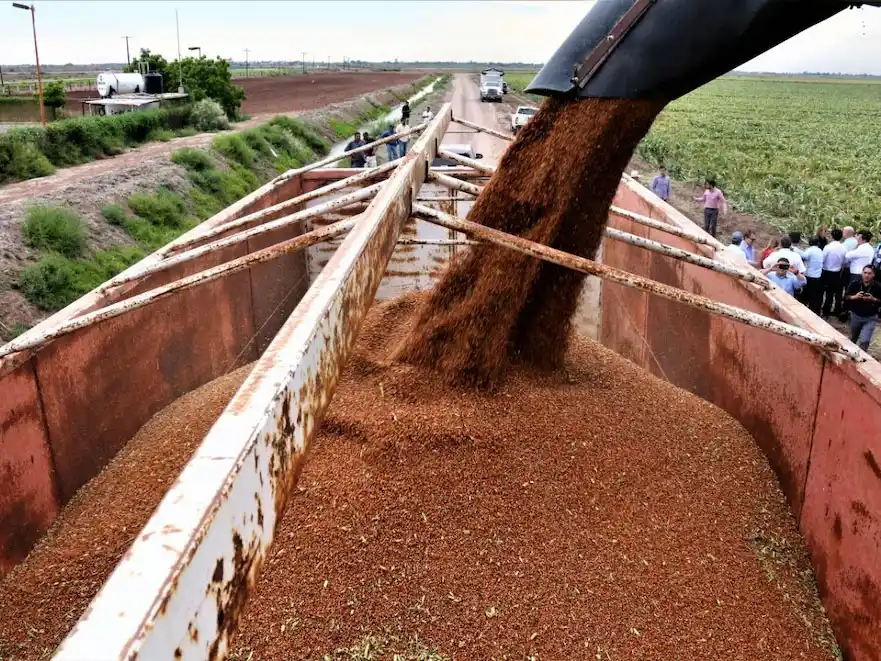 Ya se cosechó el 87% del girasol de la campaña 2024/25