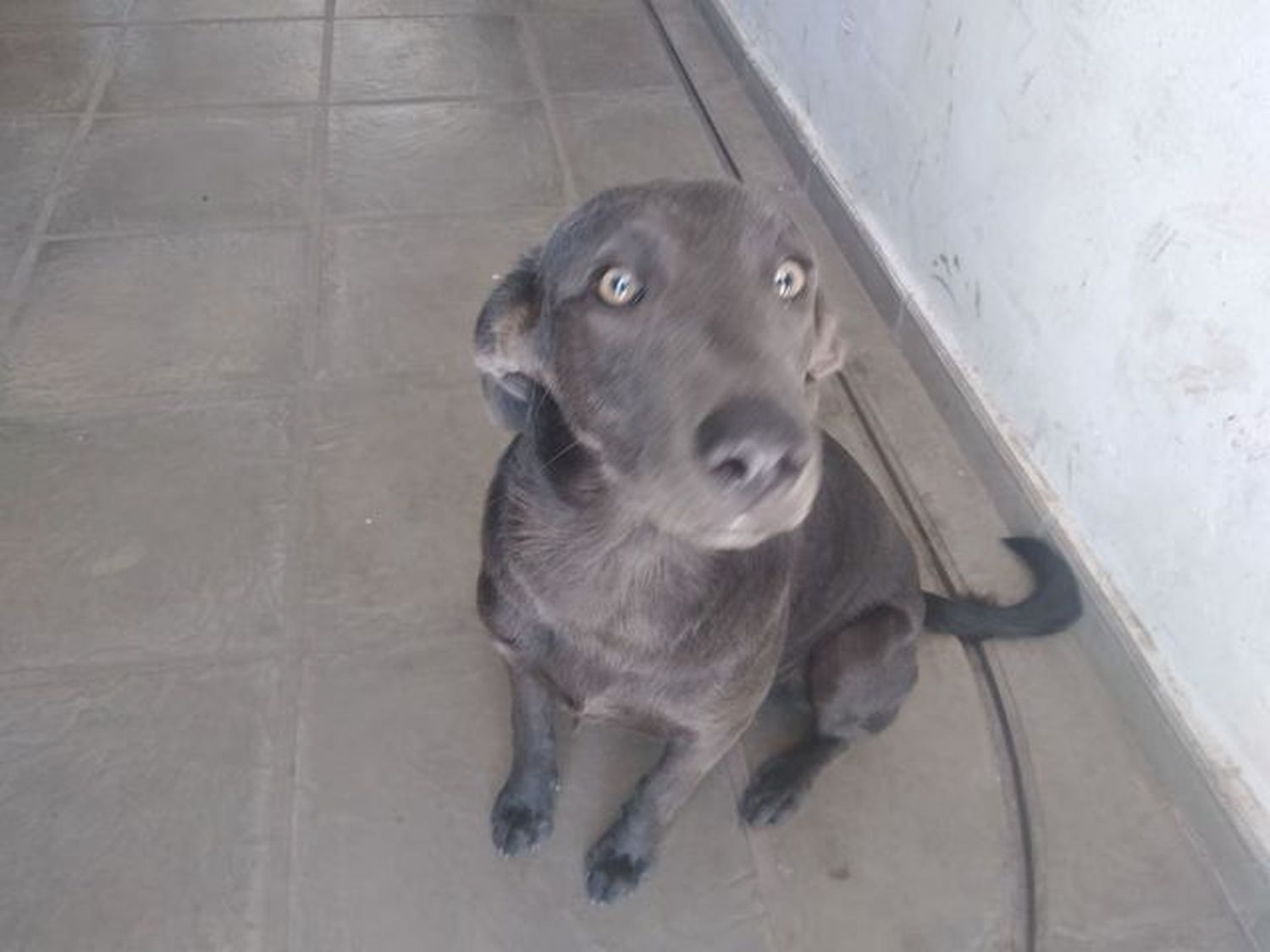 Perrita perdida