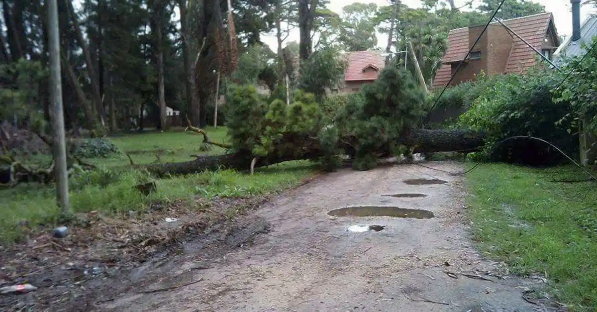 EDEA reconoce una situación "crítica" en el Bosque Peralta Ramos