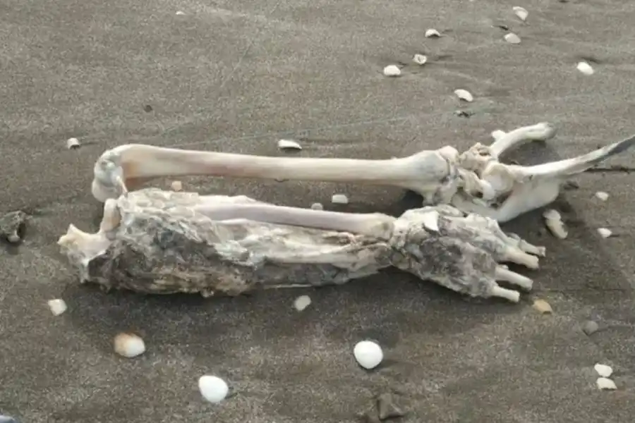 Inesperada sorpresa: un turista pescó restos humanos en Mar de Ajó