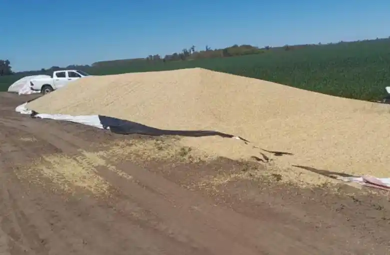 Lamentable: entraron en camión a robar a un campo y se llevaron soja por más de $8 millones