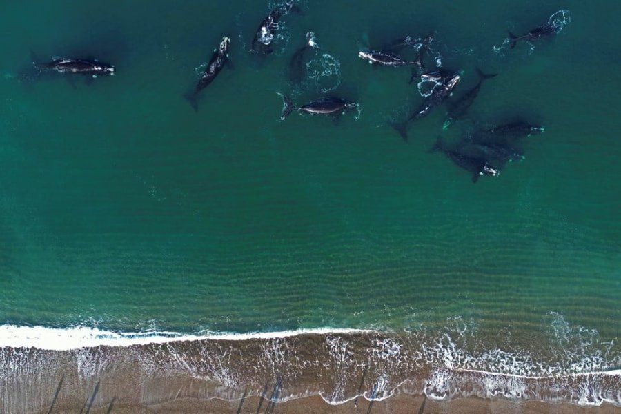 Comienza la temporada de avistaje de ballenas en Puerto Madryn