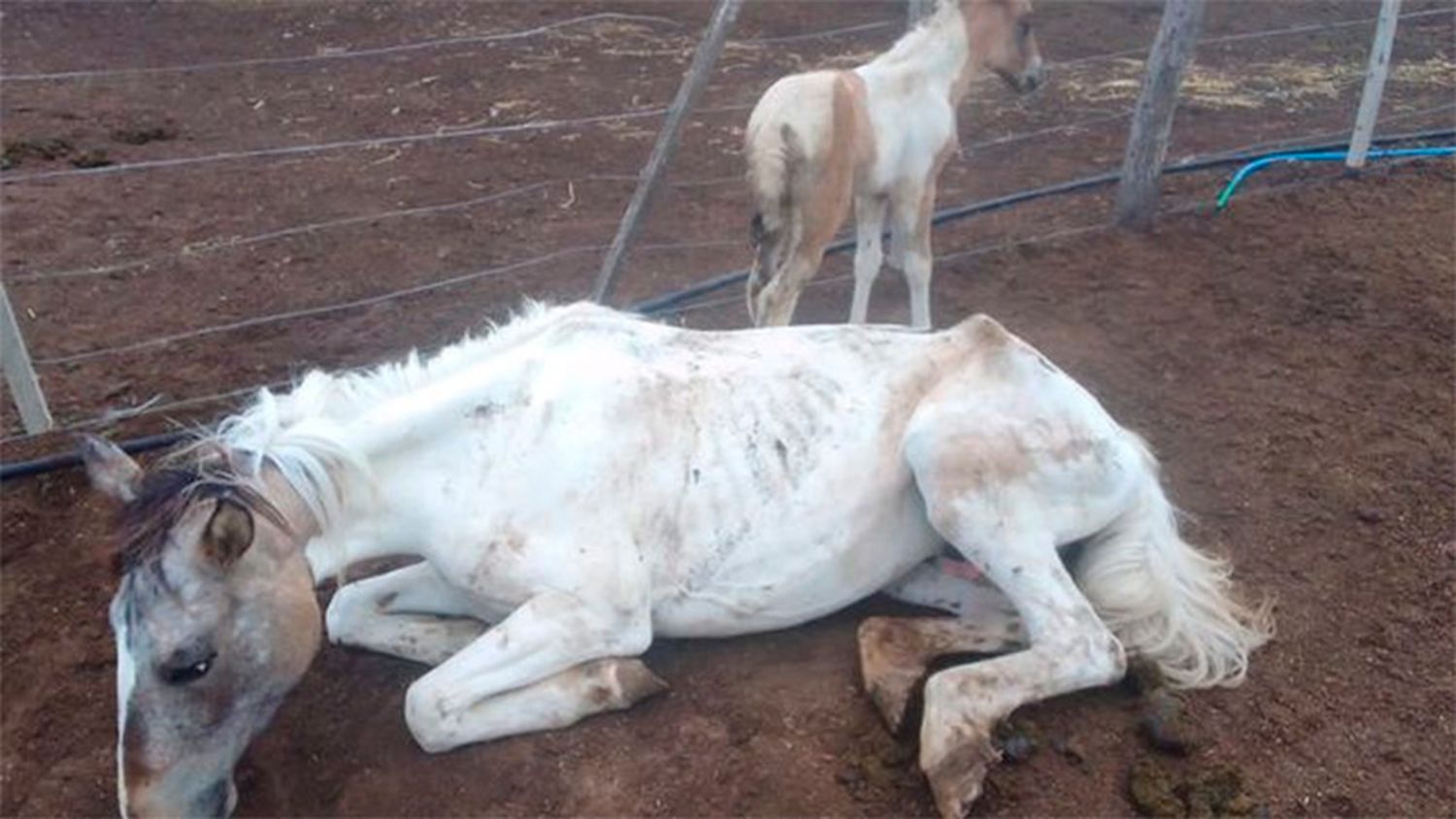 Detectan un brote de encefalomielitis equina en el refugio de una ONG de Rosario