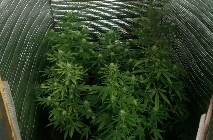 Descubrieron al ladrón de herramientas que tenía un invernadero poblado de marihuana