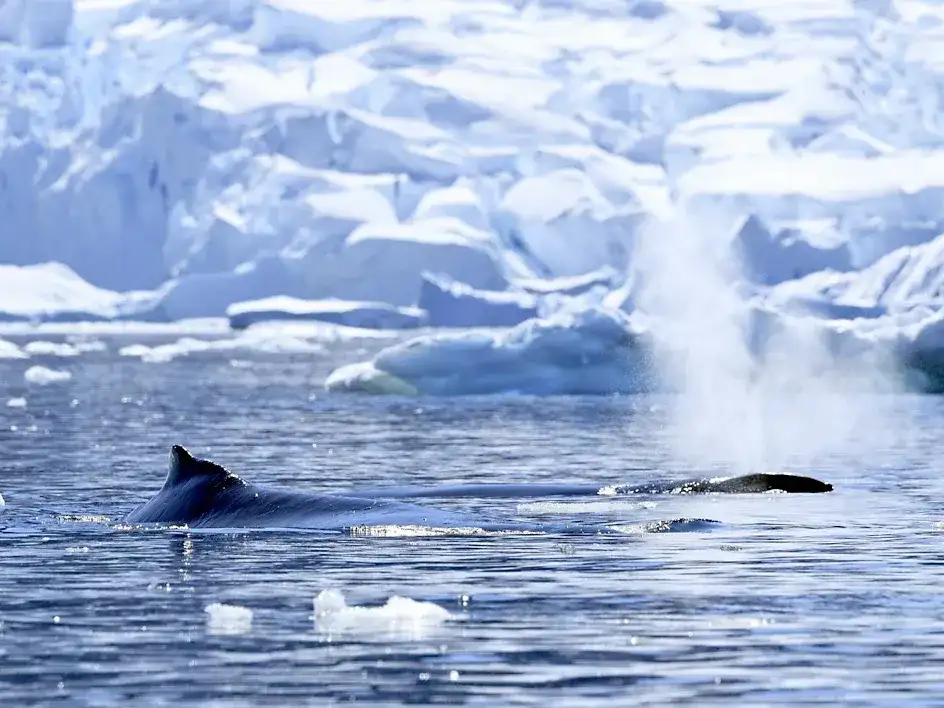 Desde 2015 la extensión del hielo marino antártico registra una reducción sin precedentes.
