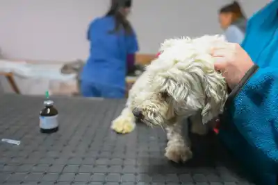 Difundieron el cronograma semanal de castraciones gratuitas