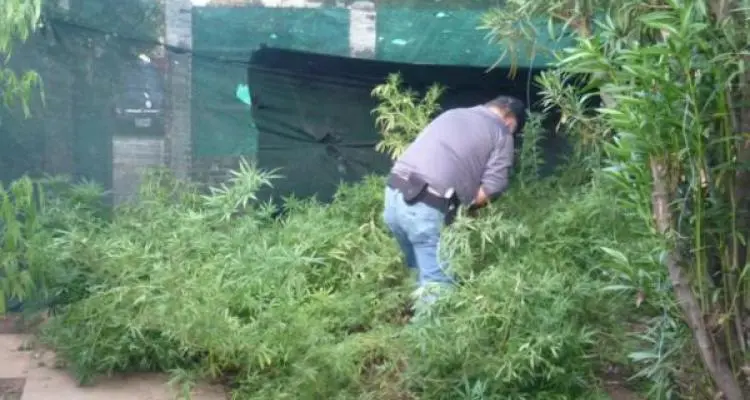 Golpe certero a la producción de marihuana