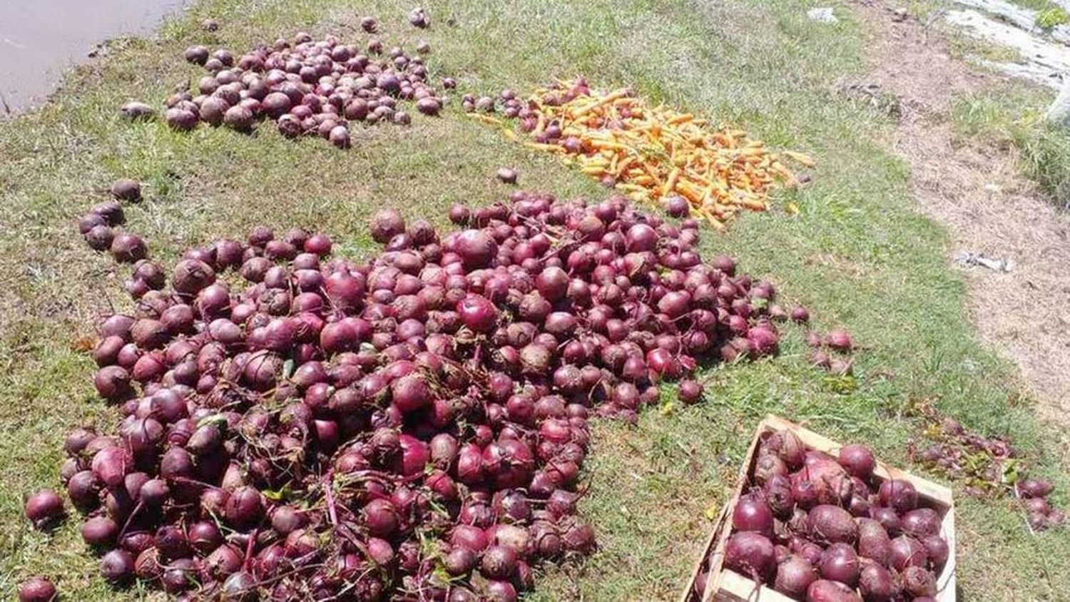 El proyecto productivo de Mojón de Fierro 
aporta remolachas y zanahorias al plan Nutrir