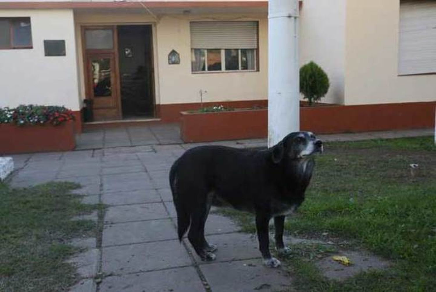 La Plata: Perra callejera salvó a mujer de ser asesinada