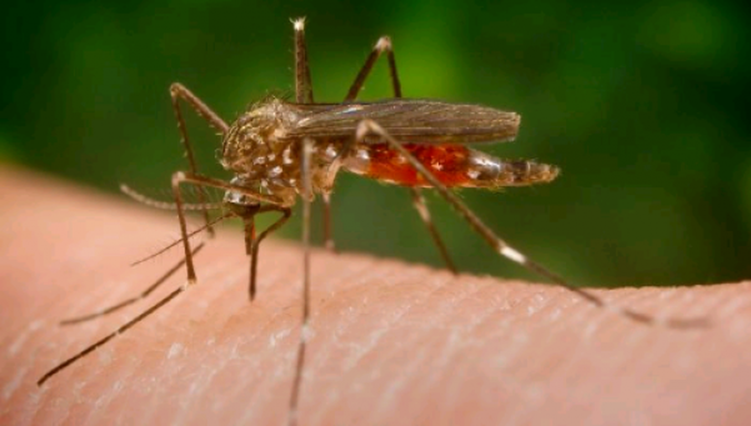 Vacuna contra el zika: laboratorio asegura estar cerca de tenerla