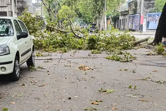 Ráfagas de casi 80 kilómetros por hora y caída de árboles por la fuerte tormenta de madrugada en Rosario