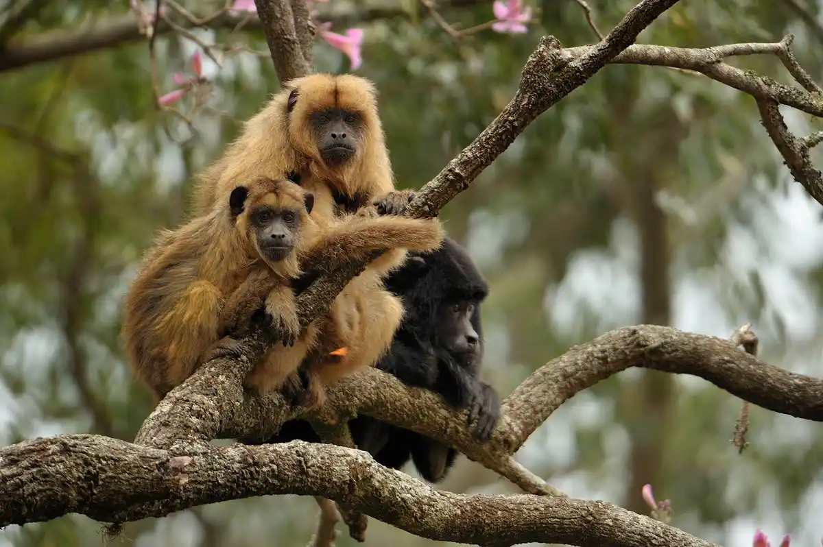 La Plata: Escaparon seis monos del Zoológico