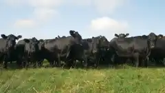 Sigue la inseguridad en zonas rurales, a un productor del camino La Patria le robaron 14 animales