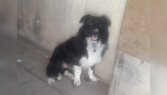 Buscan al dueño de este perrito