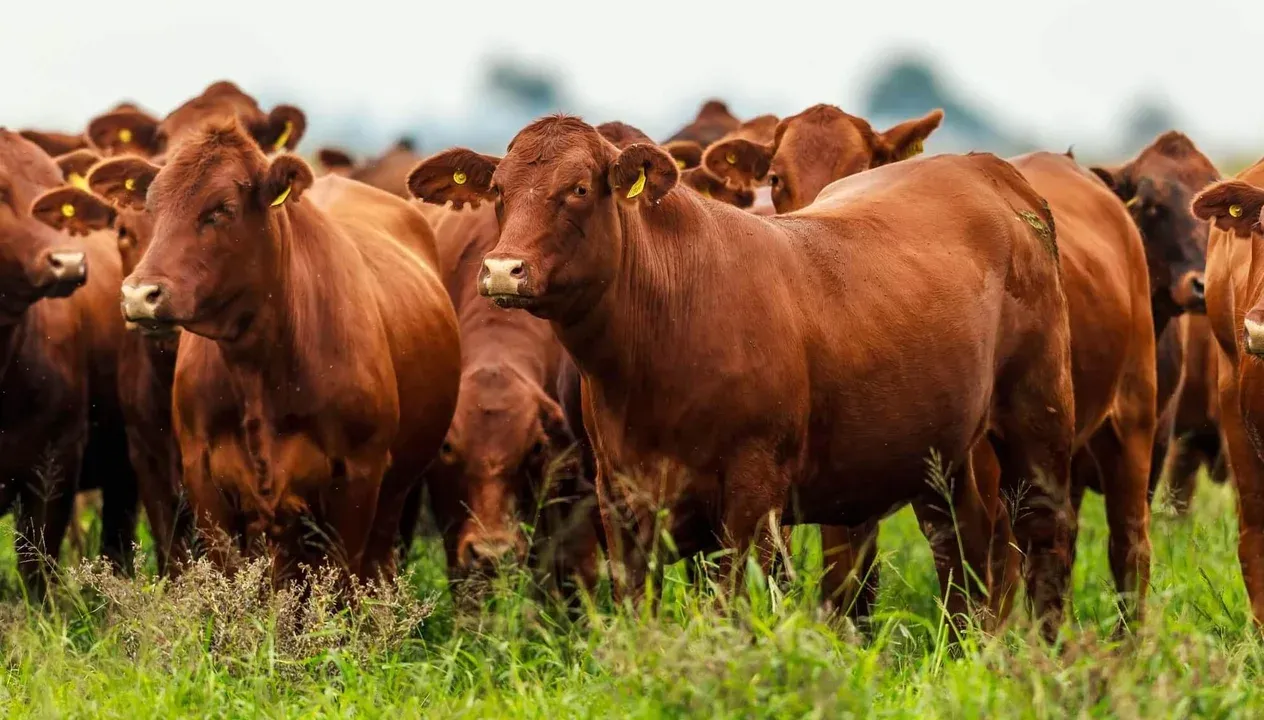 El precio del novillo alcanzó los $2.797,967 por kilo en mayo de 2025