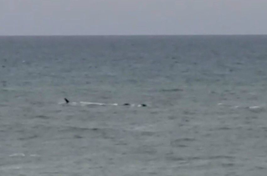 Una ballena paseó cerca de la costa de Chapadmalal