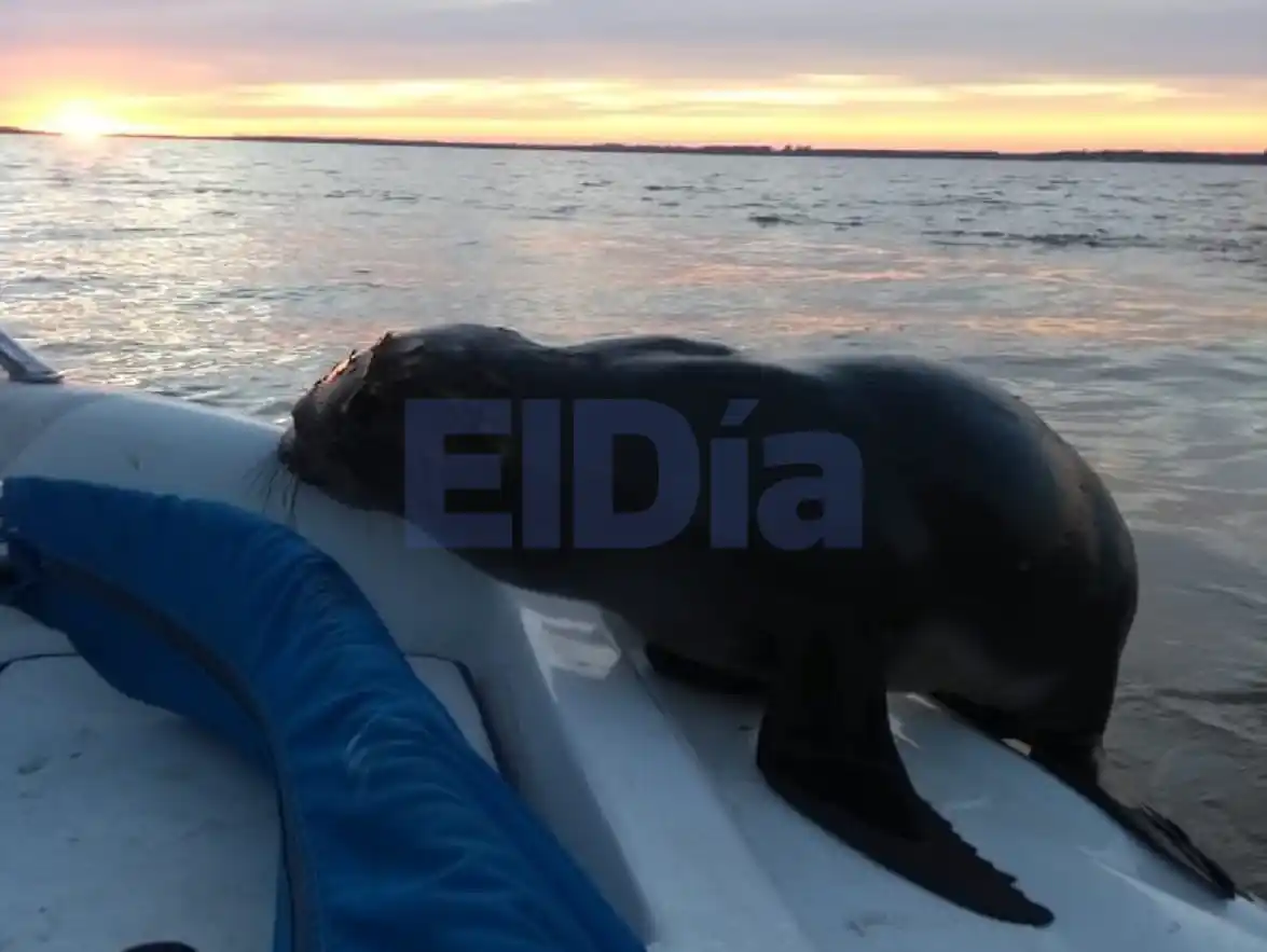 Otro lobito marino volvió a aparecer en el río Gualeguaychú