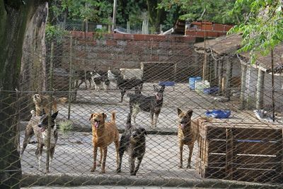 Entraron a robar a Patitas: Forzaron las puertas y se llevaron hasta un inodoro